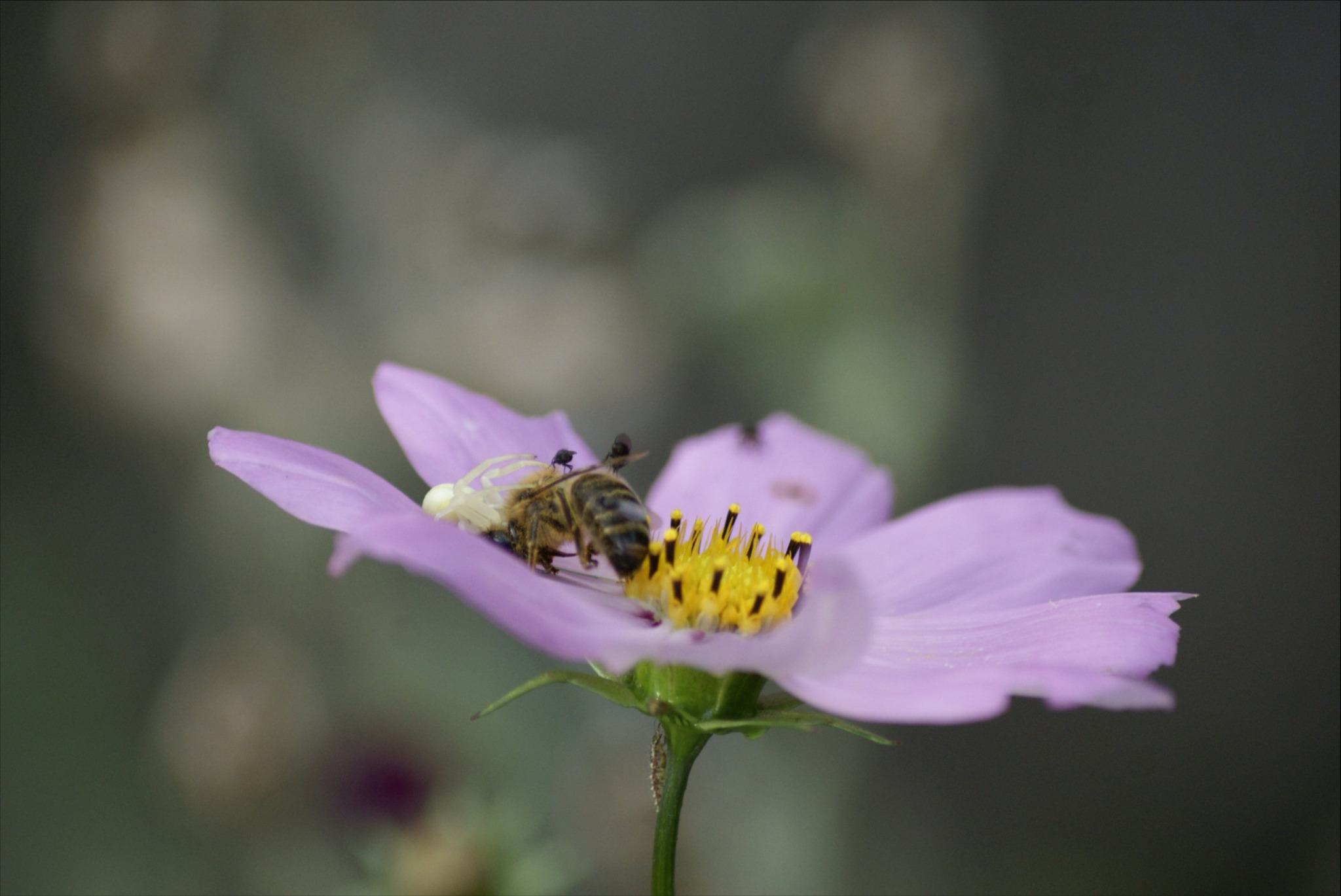 Zbliżenie pszczoły zbierającej nektar z jasnoróżowego kwiatu kosmosu, z widocznym pająkiem czającym się na płatku.