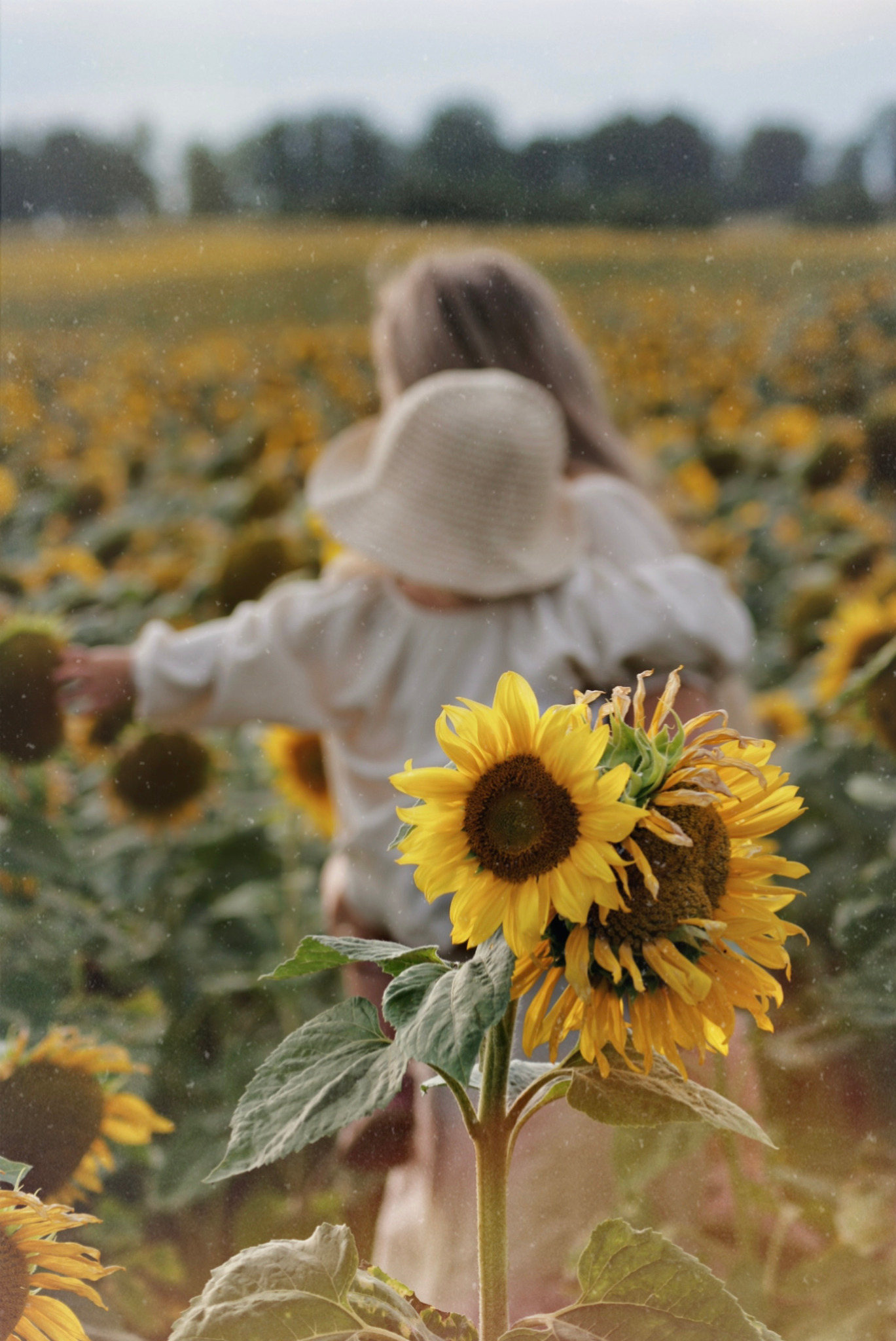 Dziewczynka w kapeluszu i sukience spaceruje po polu słoneczników, w pierwszym planie bukiet słoneczników.