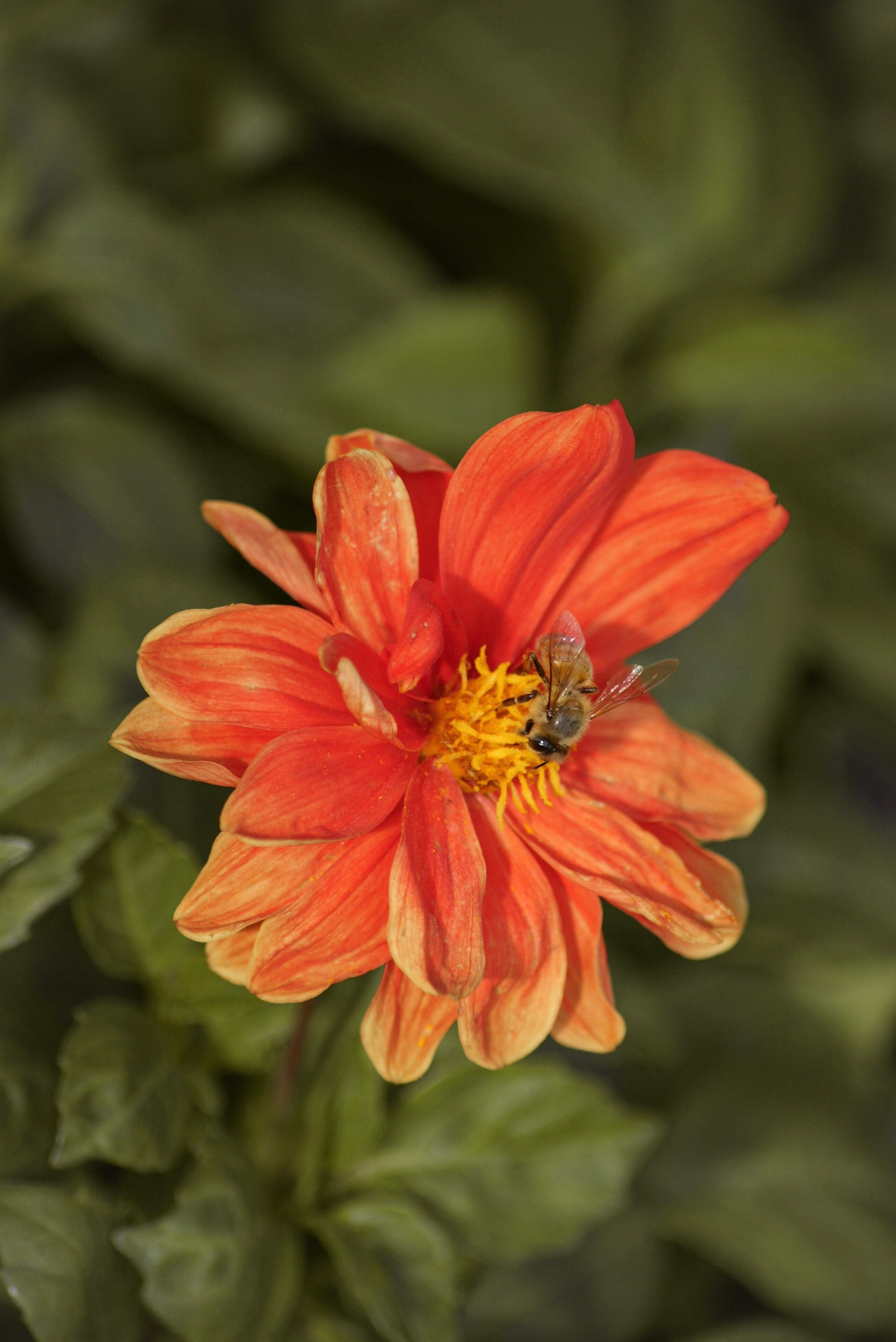 Pomarańczowy kwiat dalii z żerującą pszczołą na tle zielonych liści.