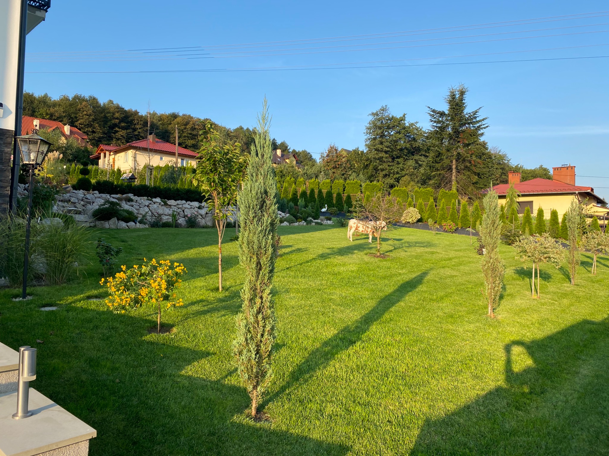 Widok na zadbany ogród z równo przystrzyżonym trawnikiem, ozdobnymi krzewami i drzewami iglastymi w kształcie stożków, z domami w tle.