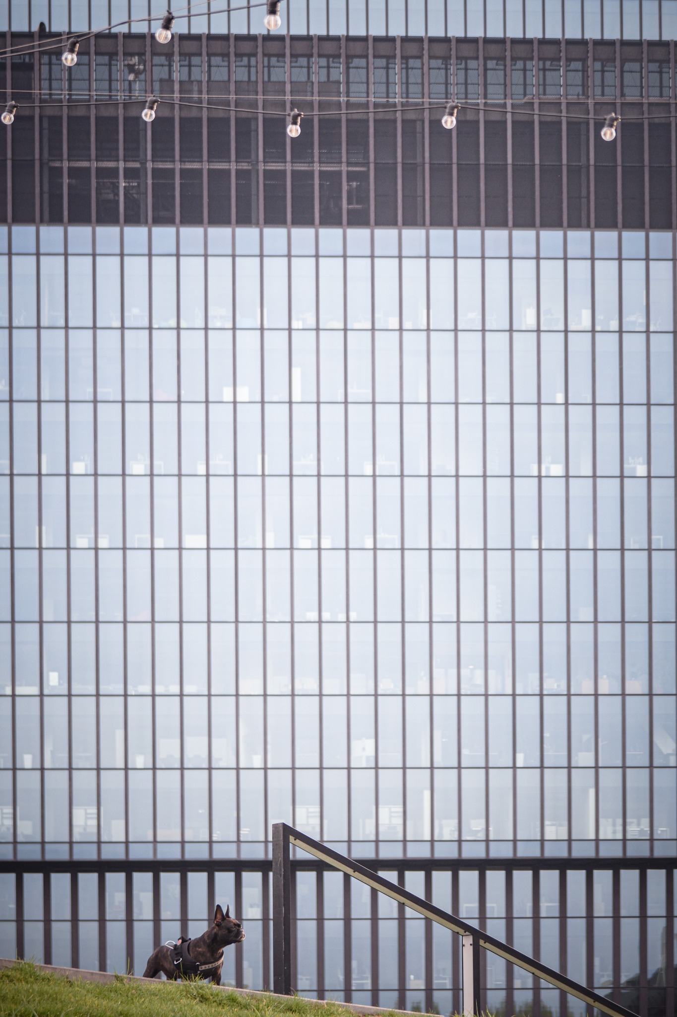 Buldog francuski w szelkach na tle nowoczesnego biurowca z przeszkloną fasadą i dekoracyjnymi żarówkami, widoczne fragmenty trawnika i barierki.