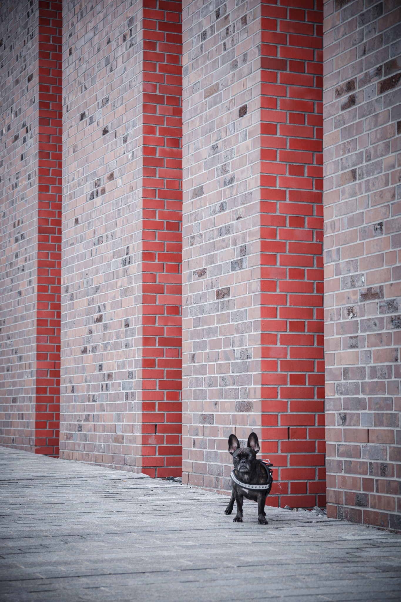 Czarny buldog francuski w szelkach stoi na chodniku z kostki brukowej na tle ceglanej ściany z czerwonymi filarami.