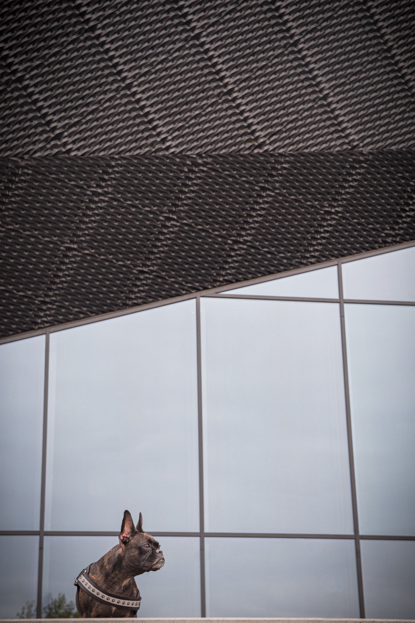 Brązowo-pręgowany buldog francuski w uprzęży, pozujący na tle nowoczesnego, przeszklonego budynku z geometrycznym zadaszeniem.