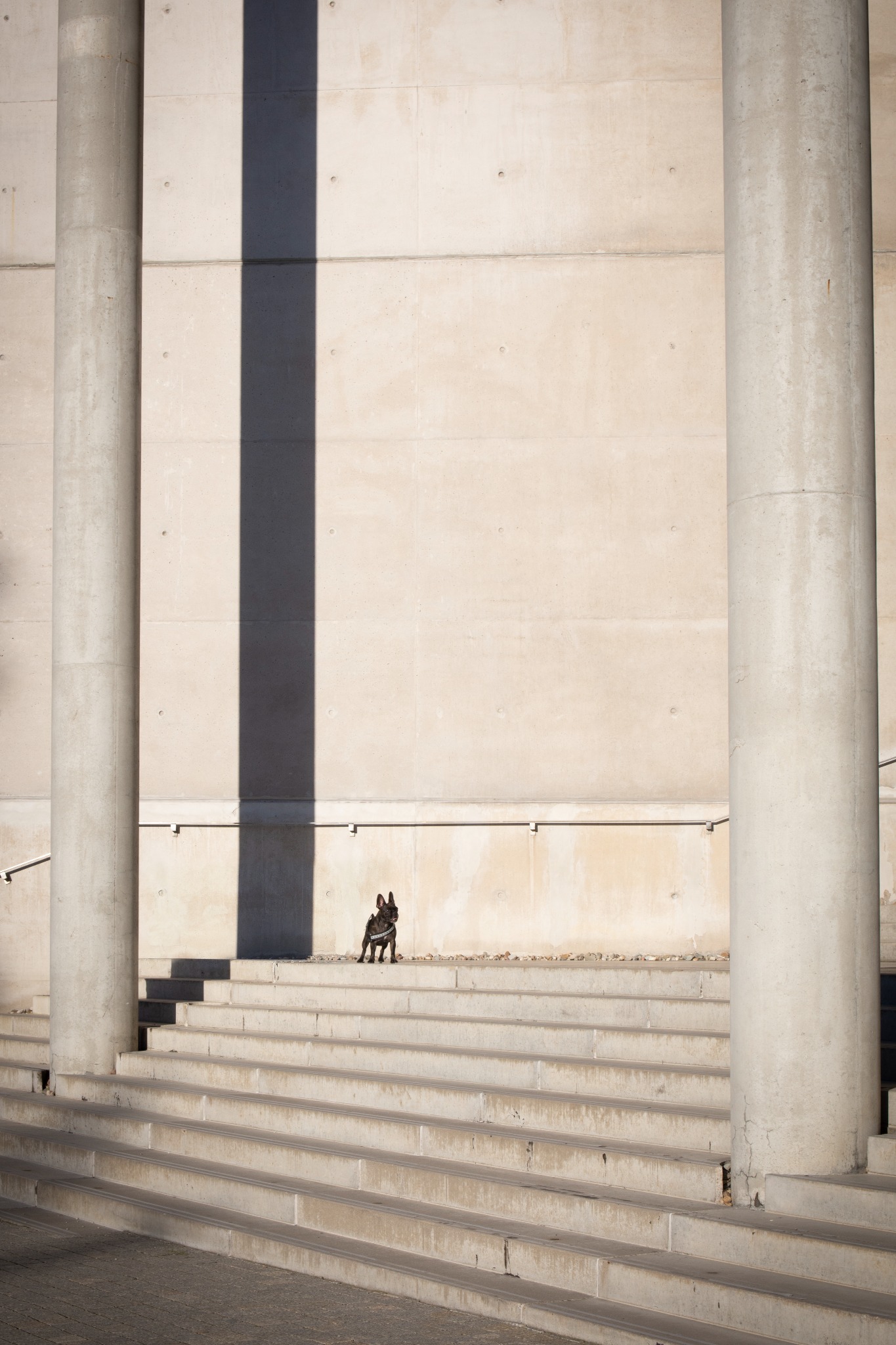 Buldog francuski pozuje na betonowych schodach w Rudzie Śląskiej, pomiędzy masywnymi kolumnami w surowym, minimalistycznym otoczeniu.