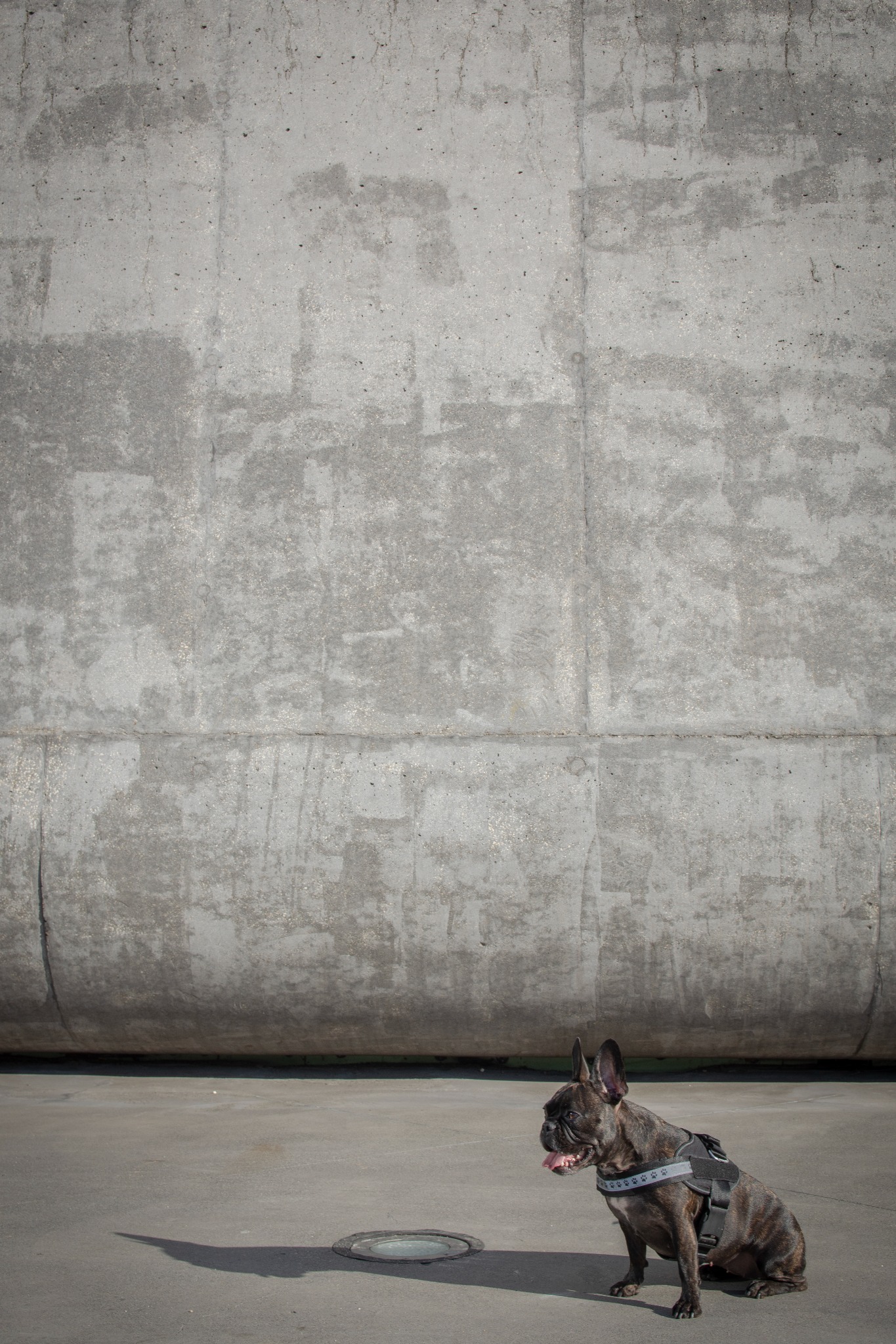 Brązowy buldog francuski w uprzęży z motywem łap siedzi na betonowej powierzchni na tle surowej betonowej ściany.