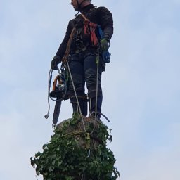 PAJĄK -Usługi Alpinistyczne - Wycinanie Drzew Pogorzeliska