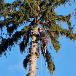 Arborysta w kasku i uprzęży, w trakcie wspinaczki na wysokie drzewo iglaste z widocznymi śladami po obciętych gałęziach, na tle błękitnego nieba.