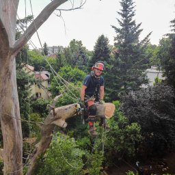 Wycinka drzew Pogorzeliska 2