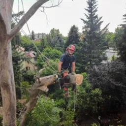 Pracownik w kasku i uprzęży, siedzący na ściętym pniu drzewa podczas prac wysokościowych w Pogorzeliskach, w tle budynki i zieleń.