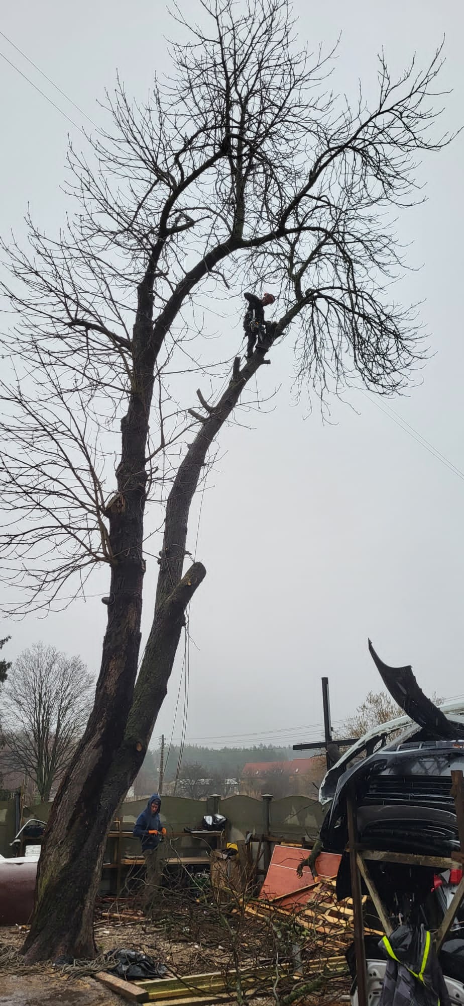 Wycinka Kasztanowca metodą alpinistyczną