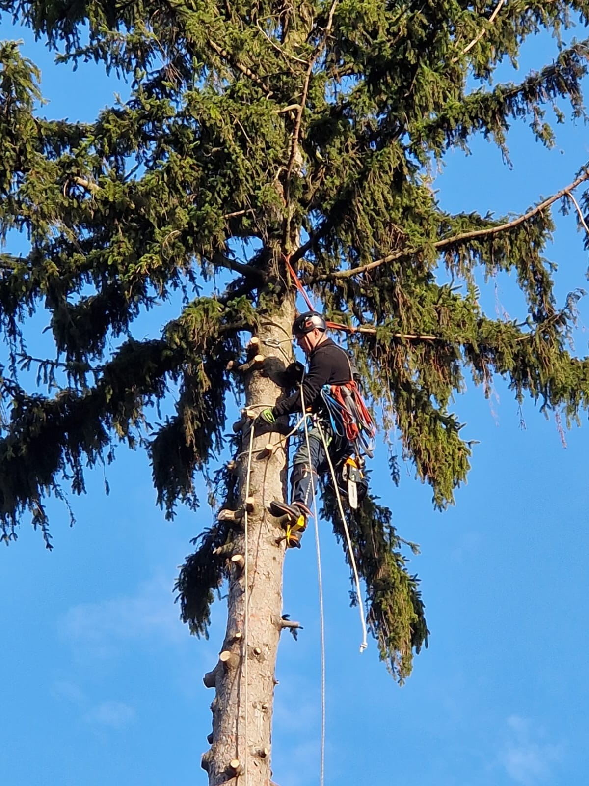 Arborysta w kasku i uprzęży, w trakcie wspinaczki na wysokie drzewo iglaste z widocznymi śladami po obciętych gałęziach, na tle błękitnego nieba.