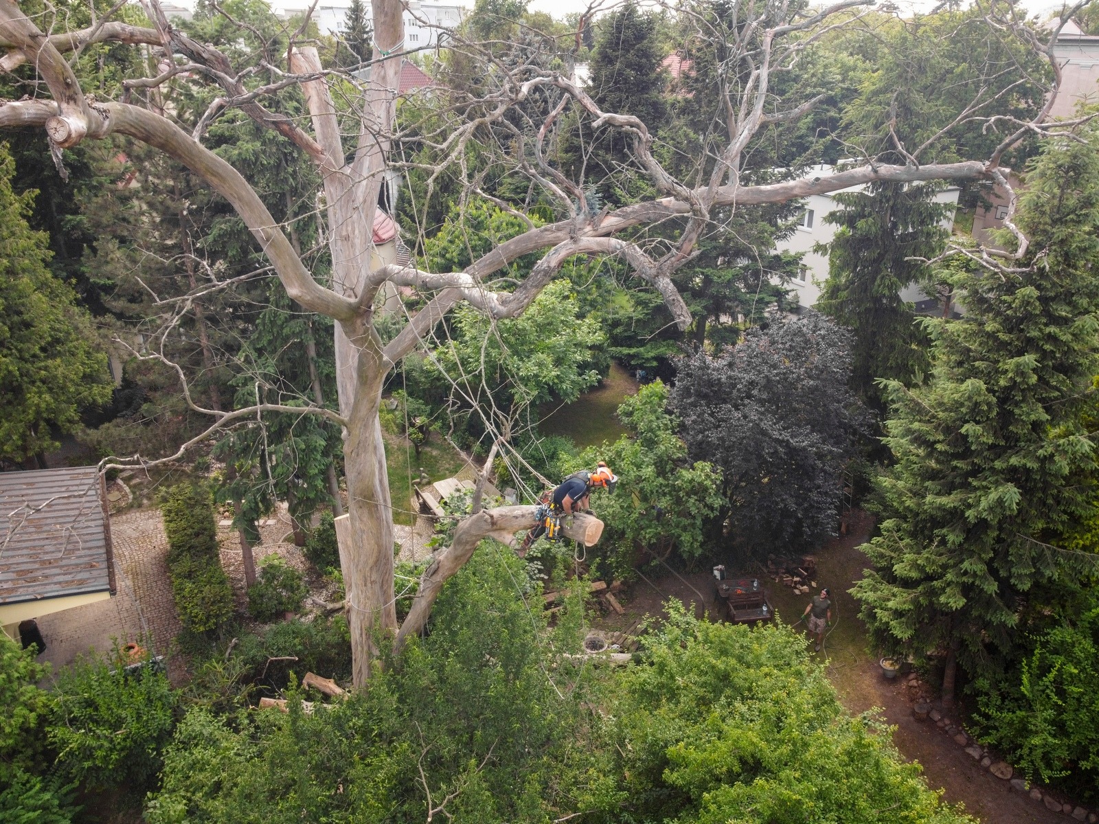 Arborysta w kasku i uprzęży, zawieszony na linie, tnie gałąź uschniętego drzewa piłą łańcuchową; widok z góry na teren zielony z budynkami w tle.