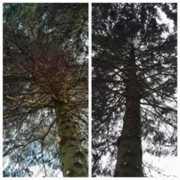 Dwa ujęcia tej samej sosny z widocznymi śladami po przycinaniu gałęzi w Piasecznie. Na pniu widoczne ślady po cięciu.