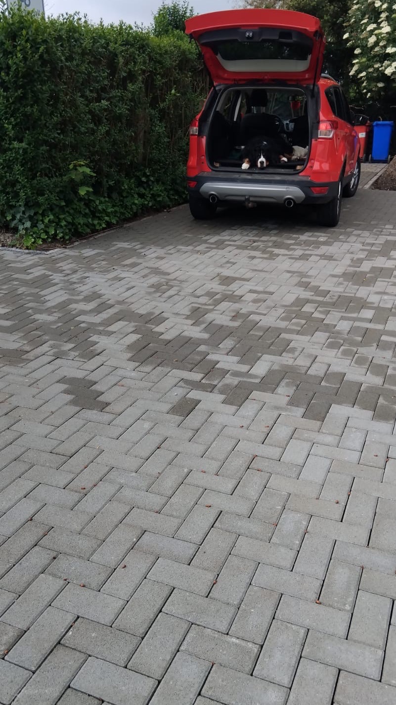 Świeżo ułożona, szara kostka brukowa w jodełkę, częściowo jeszcze mokra, prowadząca do czerwonego SUV-a z otwartym bagażnikiem, w którym leży pies rasy Berneński Pies Pasterski.
