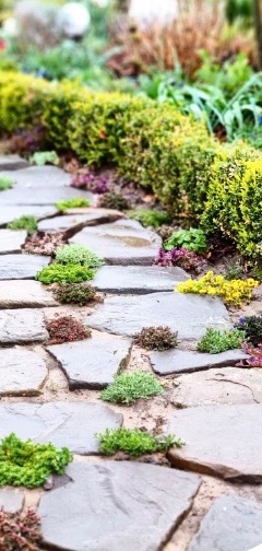 Ścieżka z nieregularnych płyt kamiennych w ogrodzie, obsadzona niską zielenią i kolorowymi kwiatami, z bujnym żywopłotem w tle.