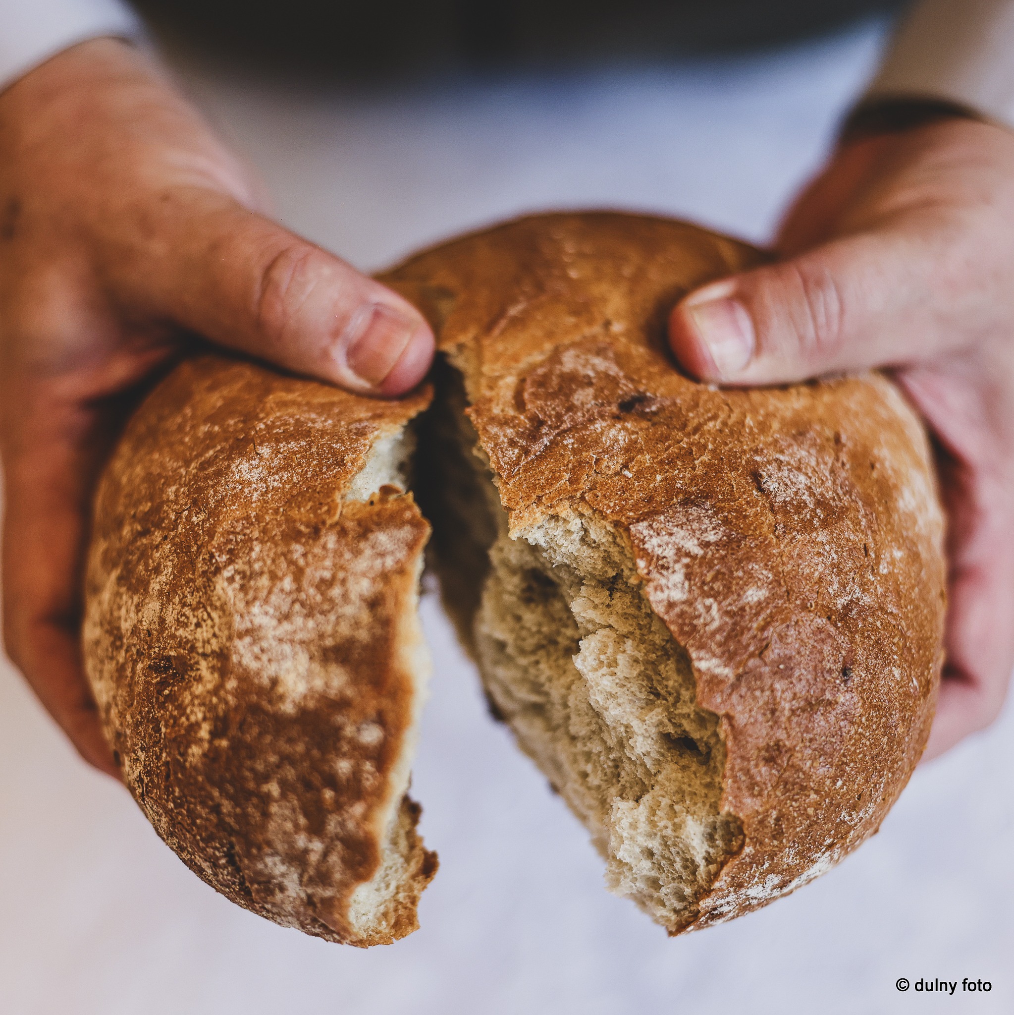 Ręce rozłamują okrągły, domowy chleb na dwie nierówne części, ukazując jego porowaty, jasny miąższ i chrupiącą, brązową skórkę.