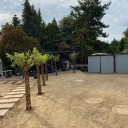 Świeżo posadzone drzewka z plecionymi pniami ustawione w rzędzie na wyrównanym terenie, widoczne płyty chodnikowe i metalowe garaże w tle, pochmurne niebo.