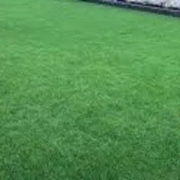 Rozległy, równomiernie zielony trawnik z bliska, widoczna delikatna tekstura źdźbeł trawy, z ciemniejszym pasem w tle, sugerującym obrzeże lub rabatę.