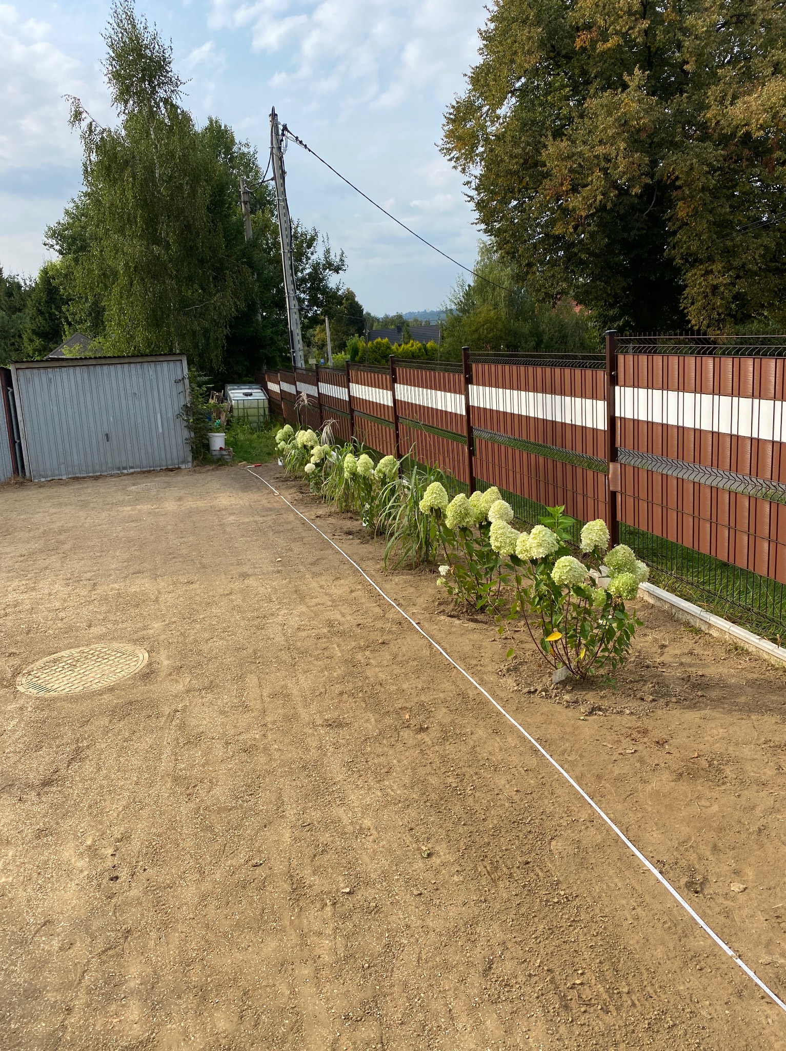 Rząd posadzonych hortensji 'Annabelle' wzdłuż brązowo-białego ogrodzenia panelowego, wyznaczony białą taśmą mierniczą na piaszczystym podłożu, w tle blaszany garaż i drzewa.