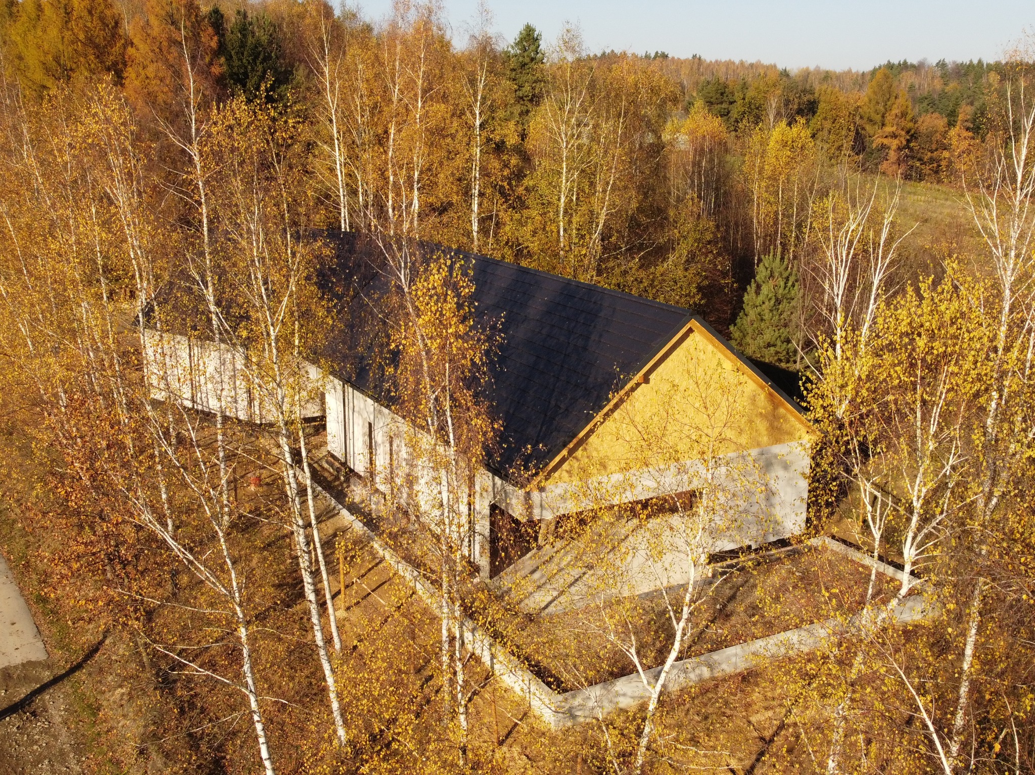 Nowoczesny dom z ciemnym dachem, otoczony jesiennymi brzozami, widziany z góry. Surowy beton i ciepłe barwy jesieni tworzą unikalny kontrast.
