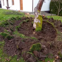 usuwanie jabłoni z korzeniem