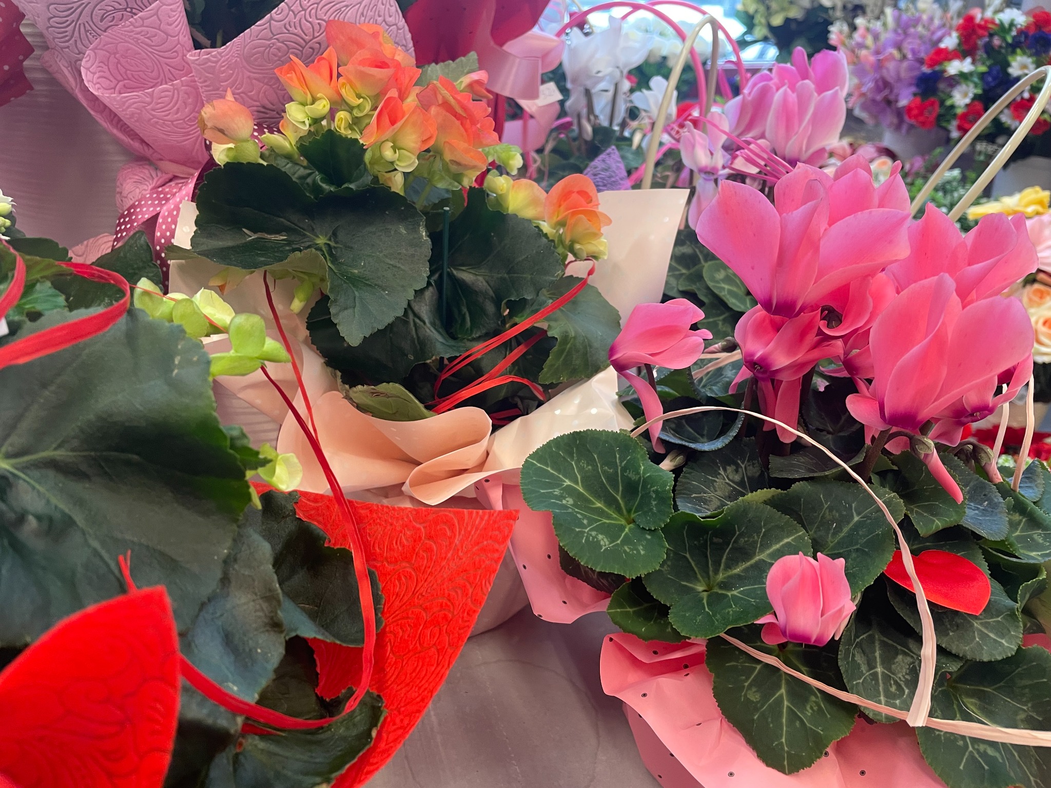 Kompozycja kwiatowa z cyklamenami w różowym papierze i begoniami w czerwonej doniczce, udekorowana wstążkami.