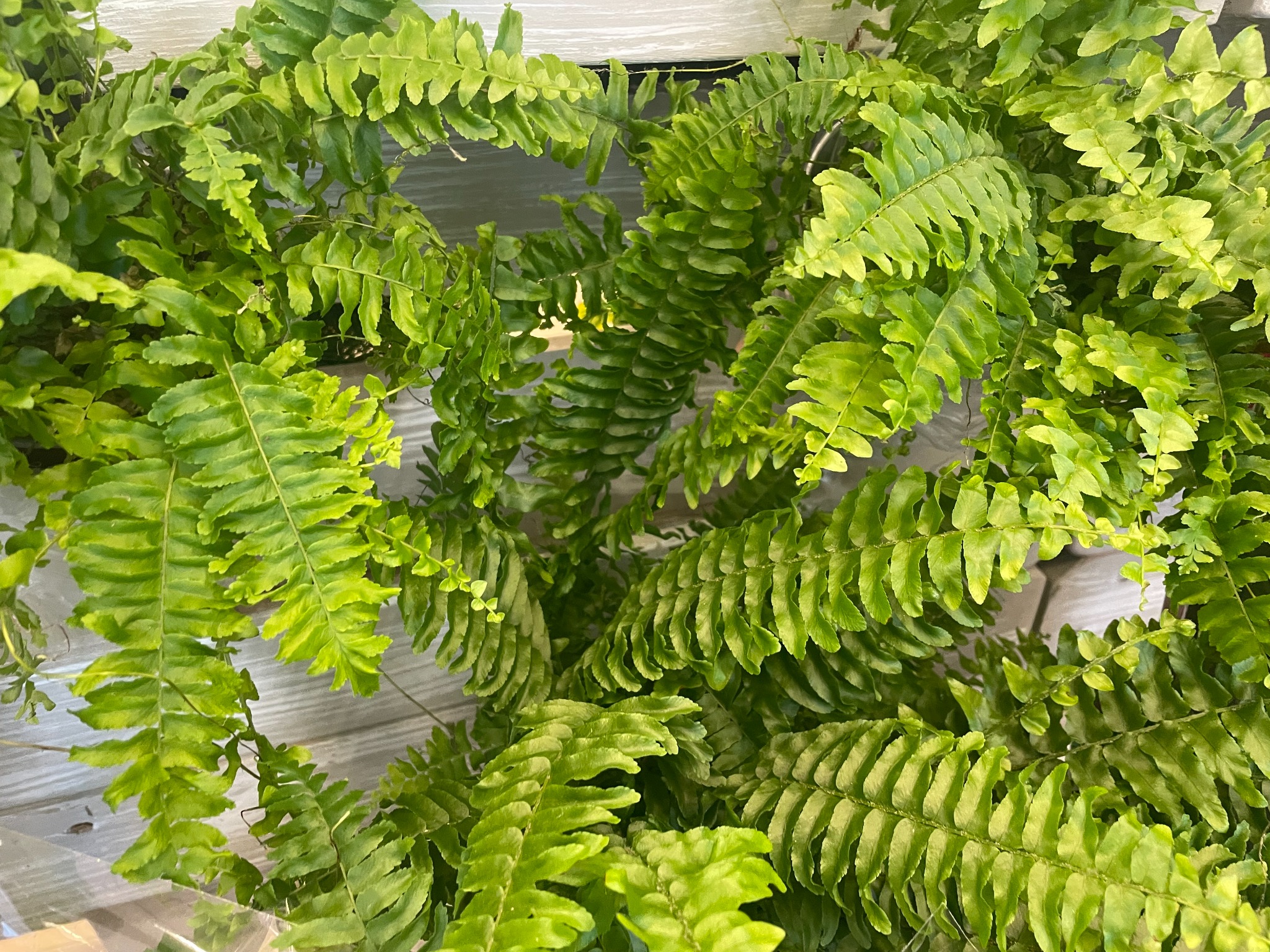 Gęsty krzew paproci o jasnozielonych, pierzastych liściach na tle jasnoszarej, poziomej boazerii.