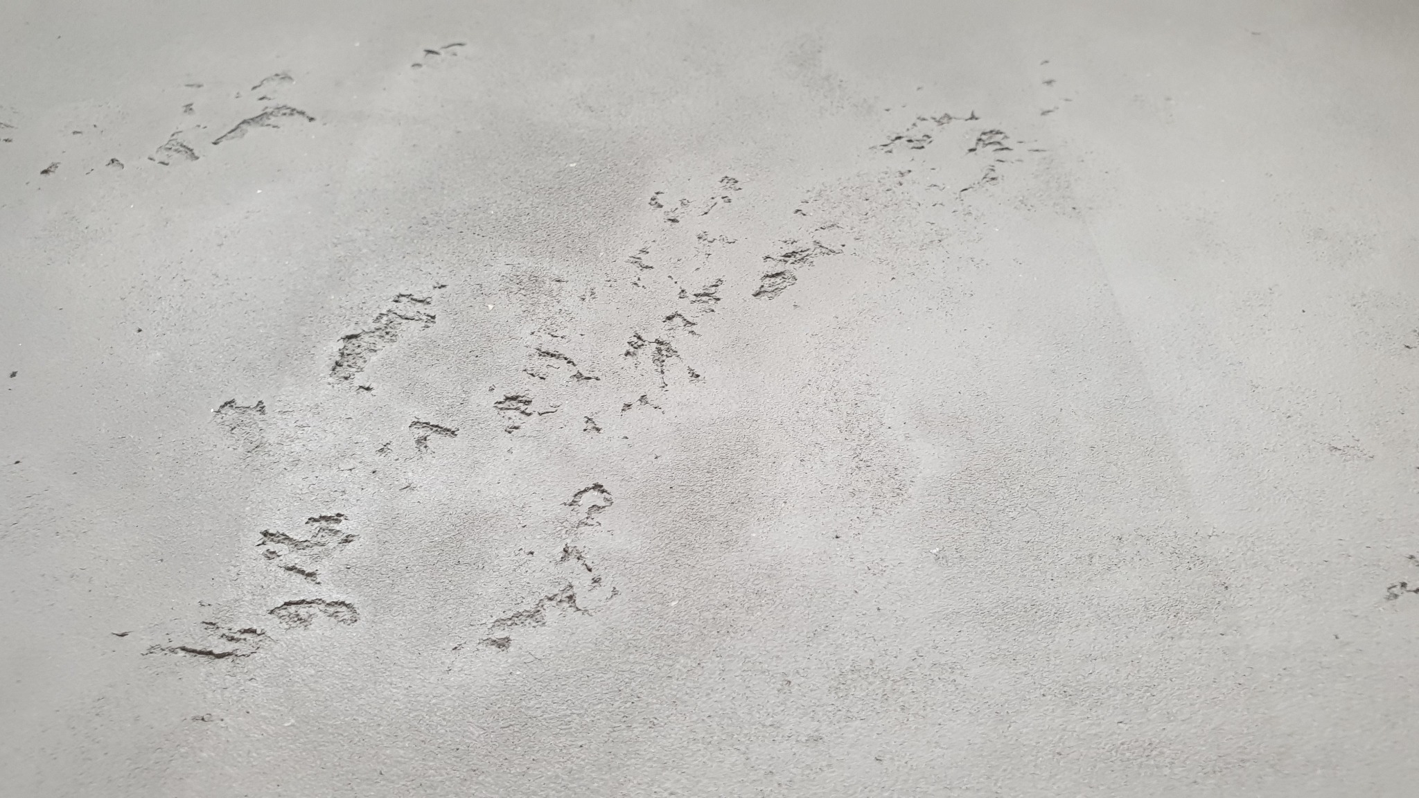 Szara ściana z dekoracyjną, nieregularną fakturą imitującą beton, widoczne drobne wgłębienia i nierówności.