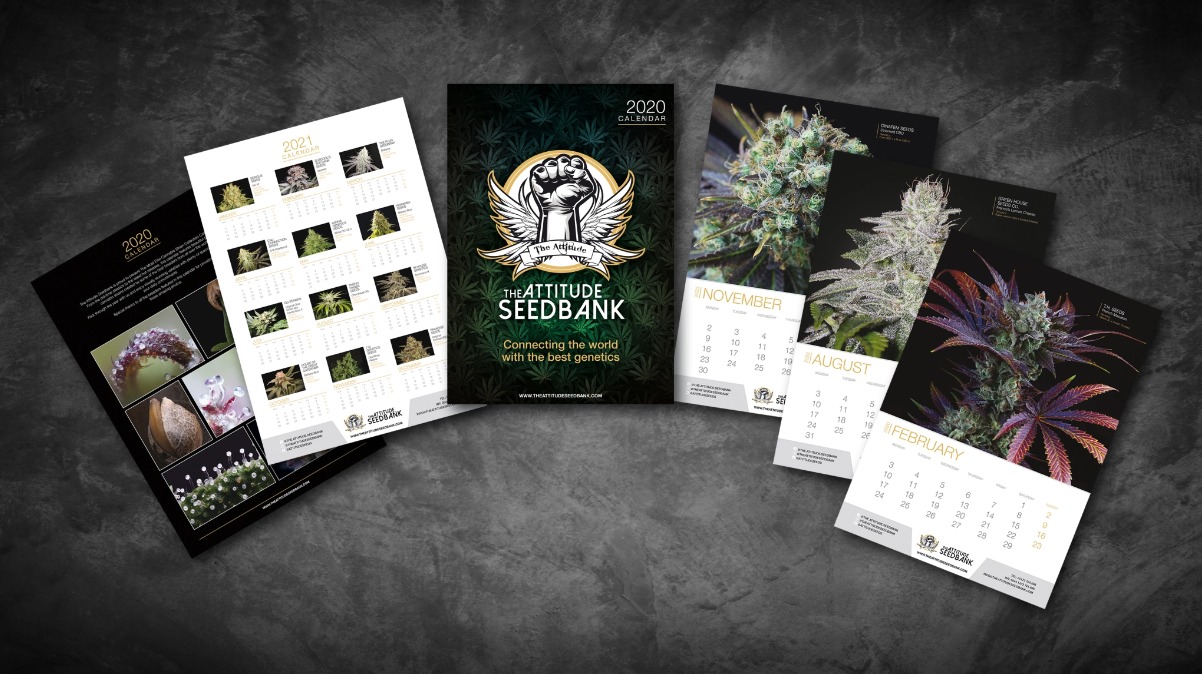 Kompilacja kalendarzy firmowych z logo The Attitude Seedbank, prezentujących zdjęcia roślin konopi na tle czarnego, teksturowanego tła.