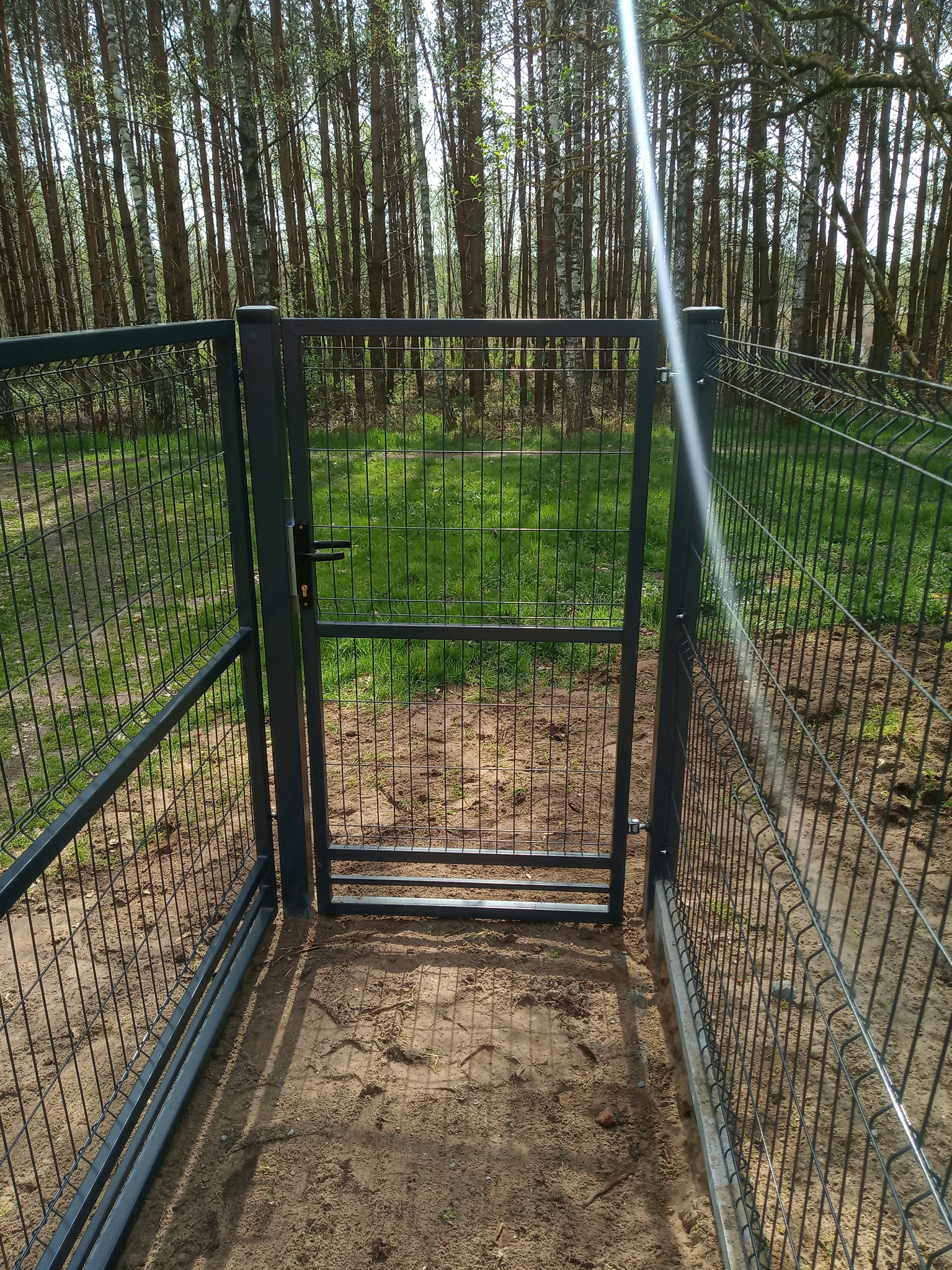 Otwarta furtka z ciemnoszarego panelowego ogrodzenia na piaszczystym podłożu z widokiem na las brzozowy w tle.