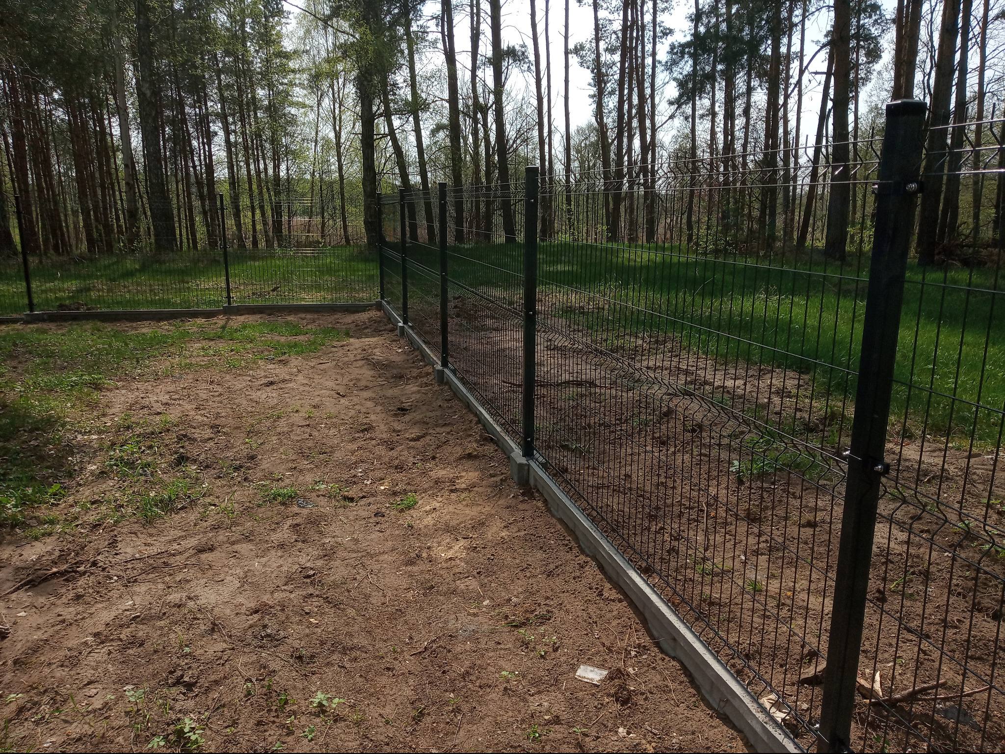 Długie, proste, zielone ogrodzenie panelowe na betonowej podmurówce, widoczne na tle lasu sosnowego, z ziemią bez trawy po jednej stronie i trawą po drugiej stronie.