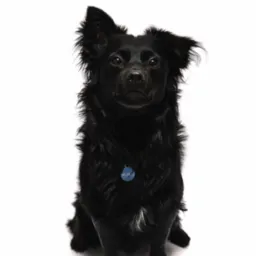 Portret czarnego psa z jednym uchem zadziornie uniesionym, siedzącego na białym tle z niebieskim identyfikatorem 'MORIS'.