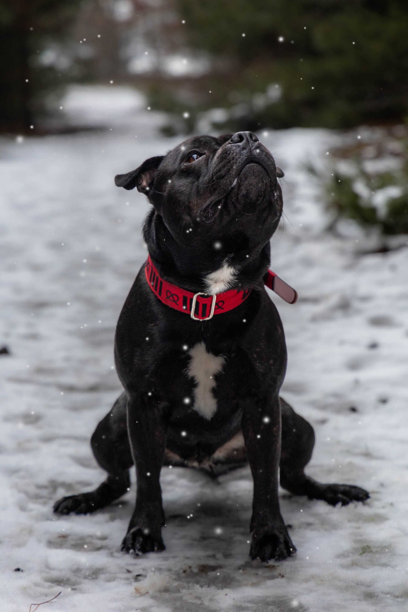 Czarny pies rasy staffordshire bull terrier z białą plamą na piersi, siedzący na śniegu i patrzący w górę na padające płatki śniegu, z czerwonym obrożą z czarnymi wzorami.