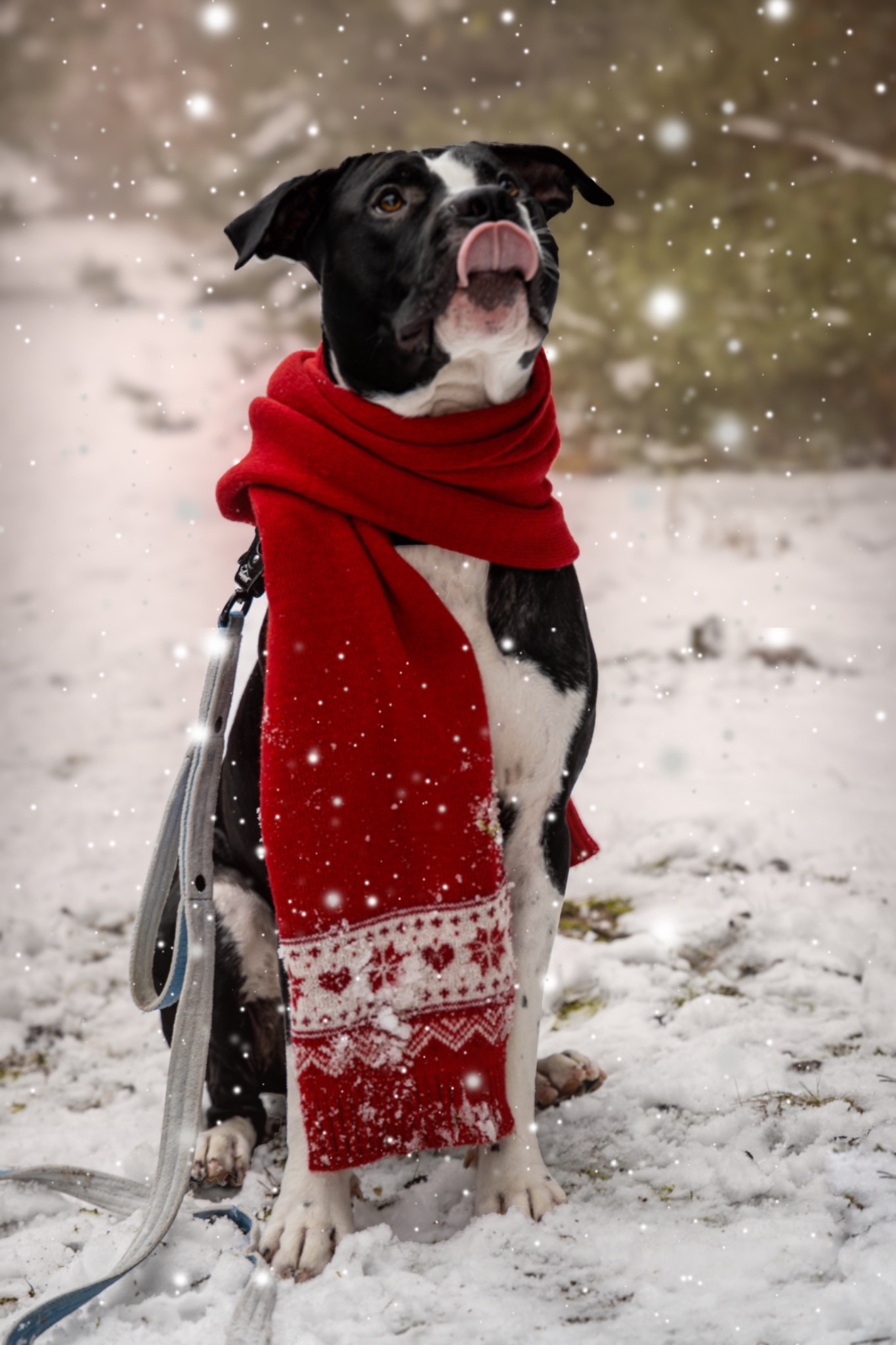 Pies rasy mieszanej w czerwonym szaliku z wzorem, siedzący na śniegu i wystawiający język, z drzewami w tle i padającym śniegiem.