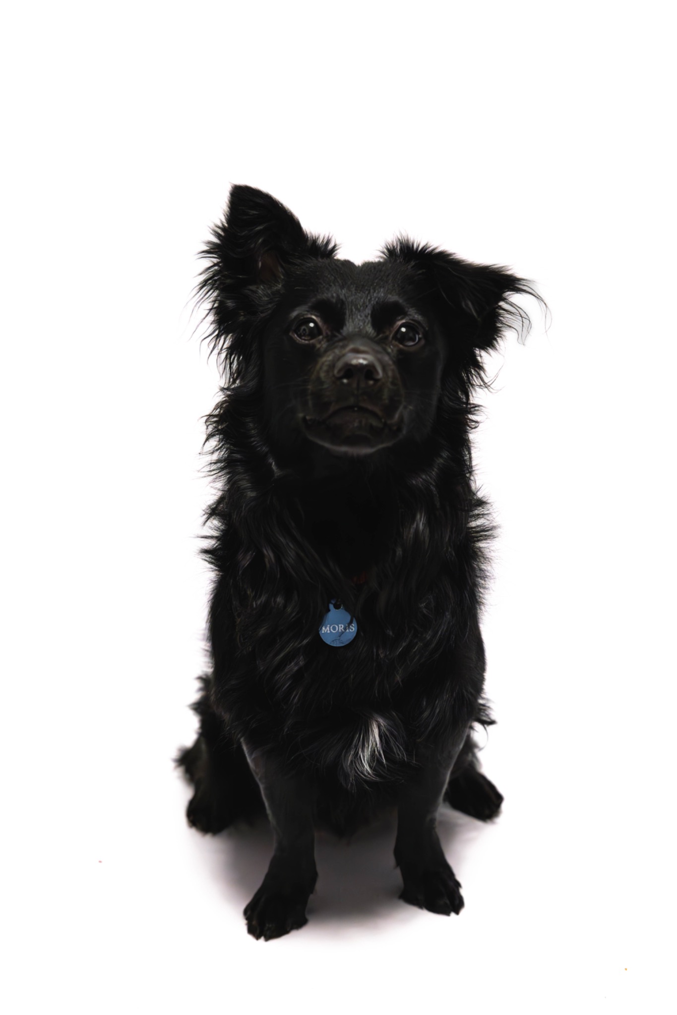 Portret czarnego psa z jednym uchem zadziornie uniesionym, siedzącego na białym tle z niebieskim identyfikatorem 'MORIS'.