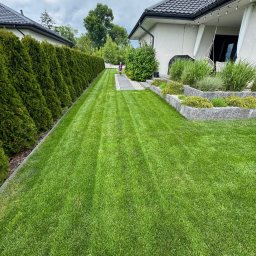 KB Konrad Borzym - Zadbany trawnik z równo przystrzyżoną trawą, obrzeżami z kostki i żywopłotem z tui. W tle dom z elementami dekoracyjnymi i osoba na ścieżce z płyt.