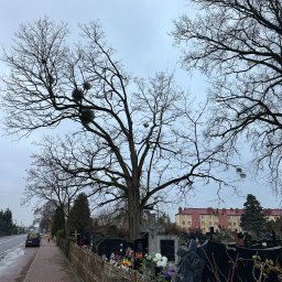 Wycinka drzew Michałów-Reginów 1