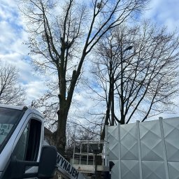 Wycinka drzew Michałów-Reginów 3