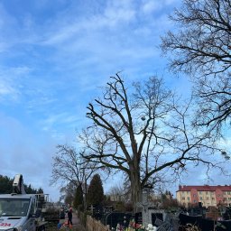 Wycinka drzew Michałów-Reginów 2