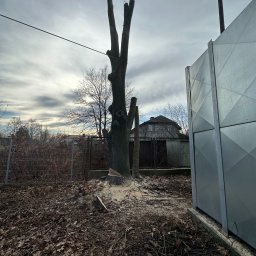 Wycinka drzew Michałów-Reginów 4