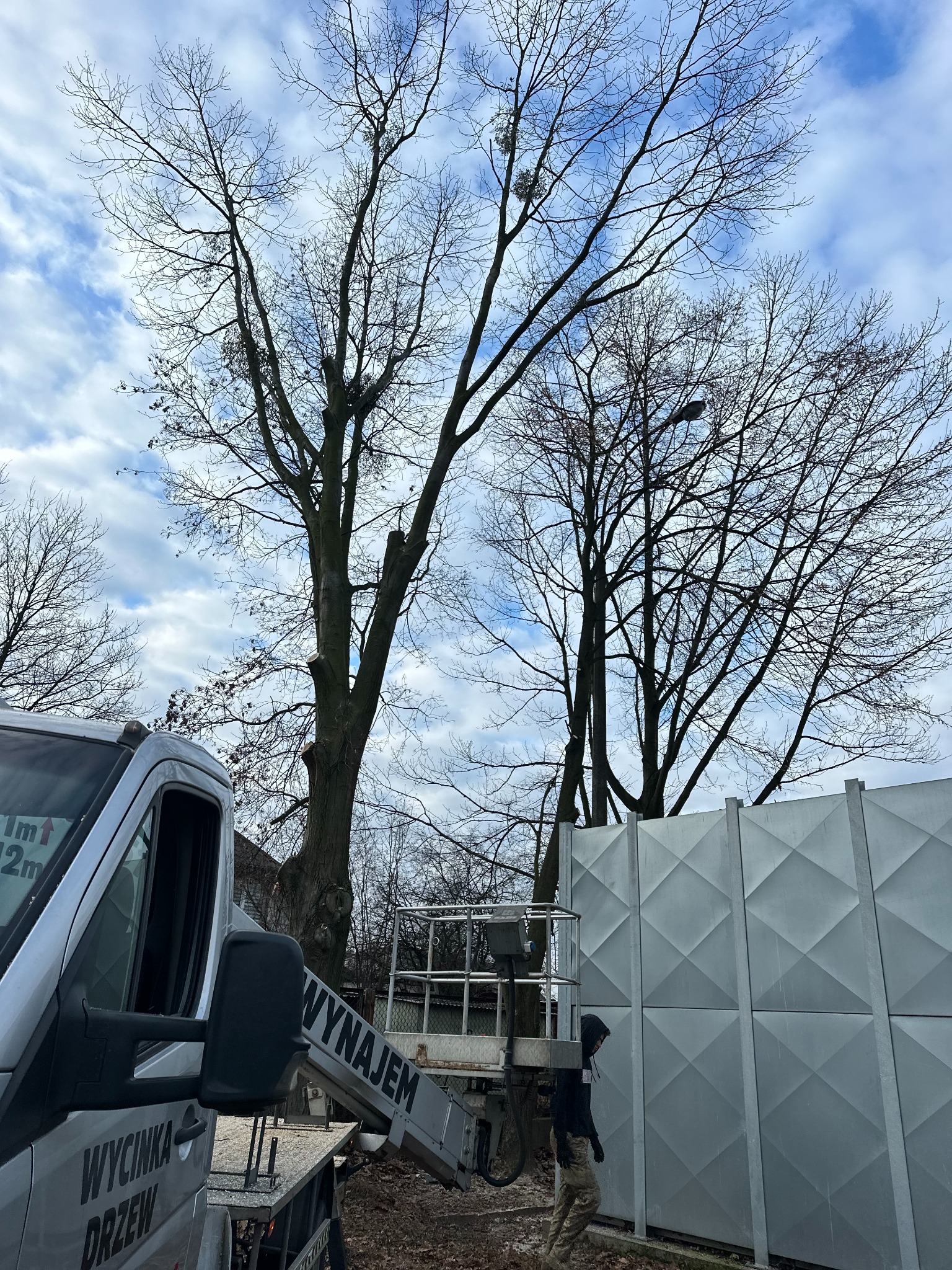 Widok na drzewa z podnośnika koszowego, na pniu widoczne ślady po cięciu, w tle szaro-białe niebo.
