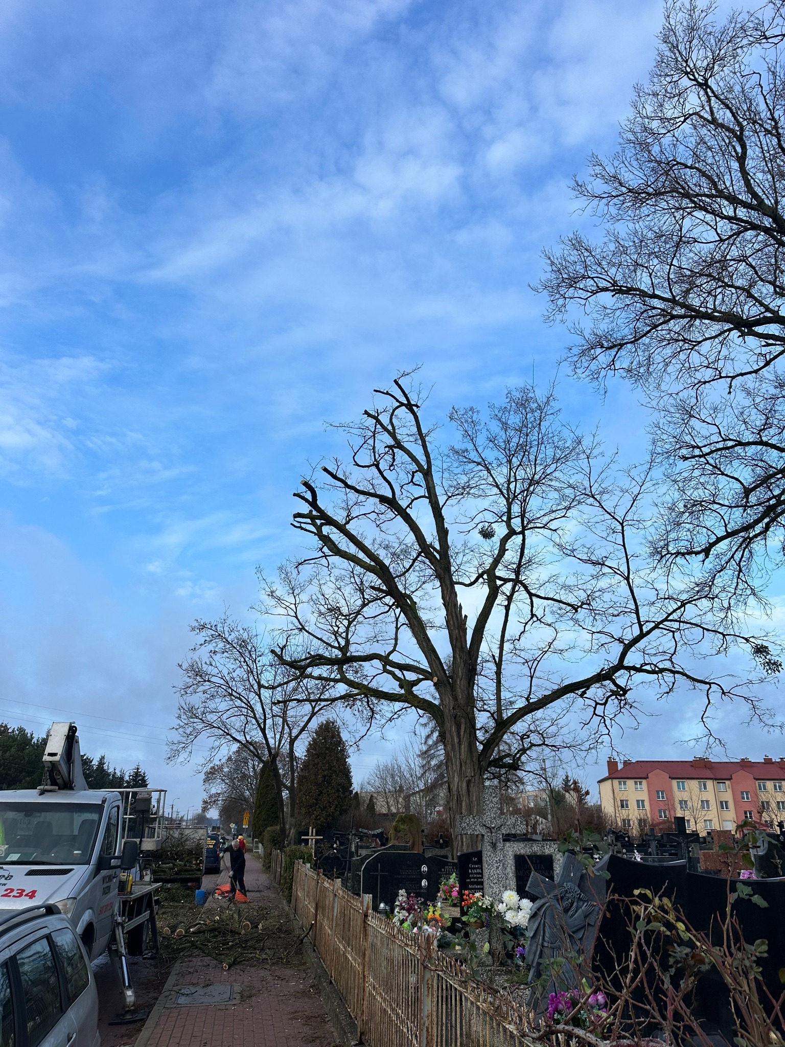 Prace przy drzewach na cmentarzu, z użyciem podnośnika koszowego, widoczne ścięte gałęzie na chodniku i nagrobki w tle.