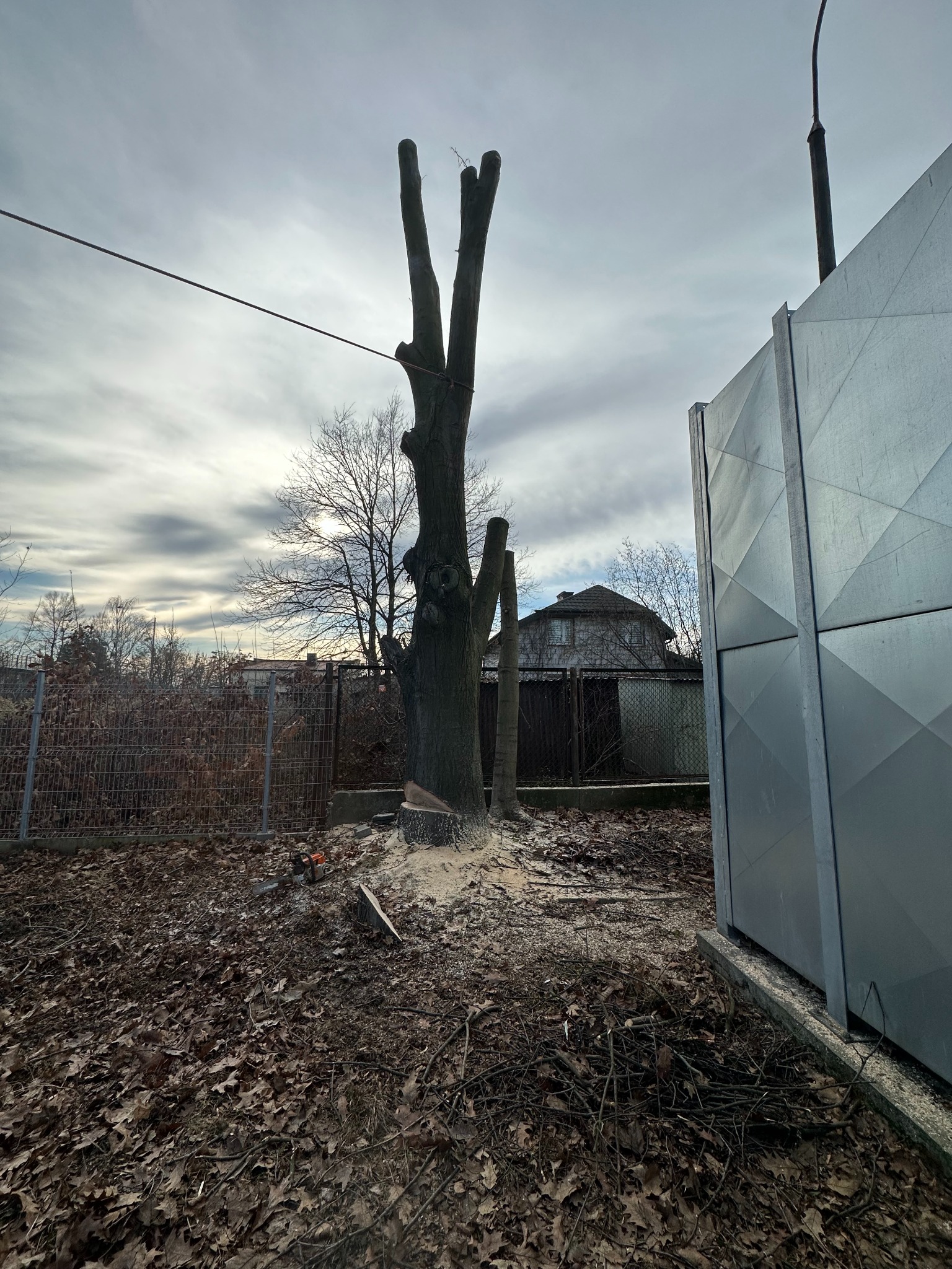 Ogołocone drzewo z pozostałościami po cięciu, leżącą piłą łańcuchową i stertą trocin u podstawy, na tle pochmurnego nieba i zabudowań.