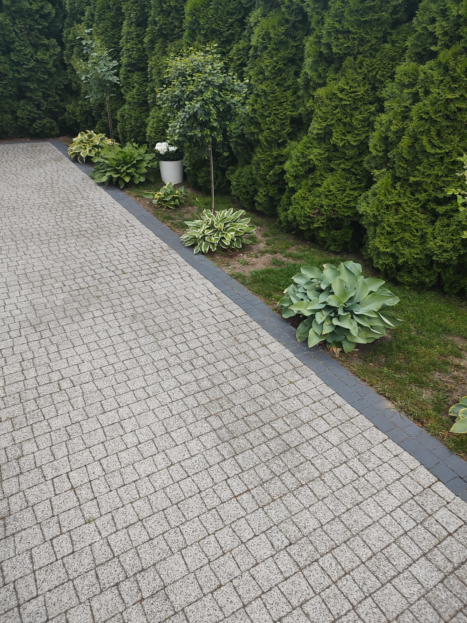 Szara kostka brukowa ułożona w jodełkę z ciemnoszarym obrzeżem, otoczona rabatami z zielenią i wysokimi tujami w tle.