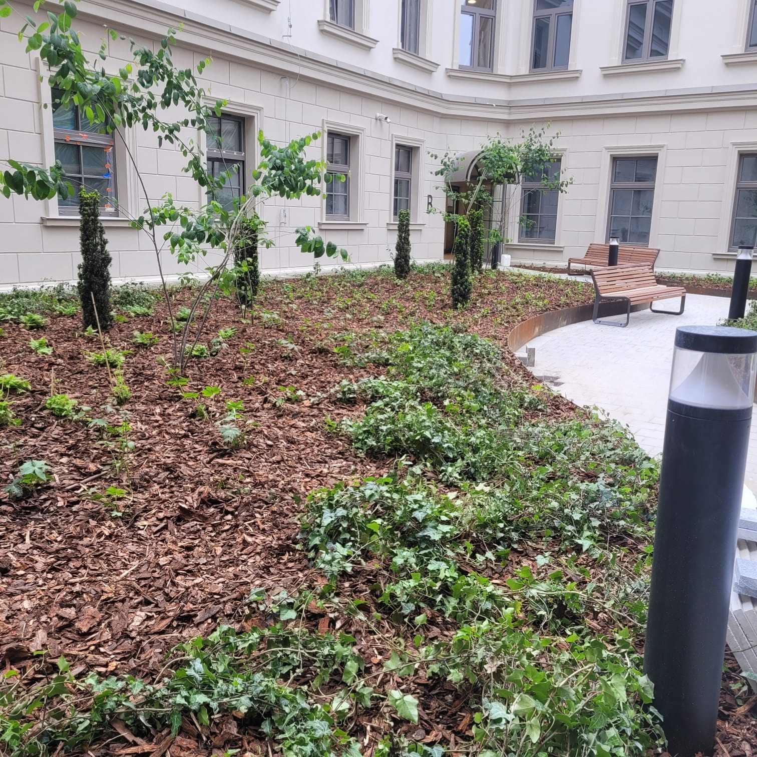 Nowo założony ogród na osiedlu Smoleńsk w Krakowie z młodymi drzewami, korą jako ściółką, pnączami i ławkami na tle jasnej elewacji budynku.