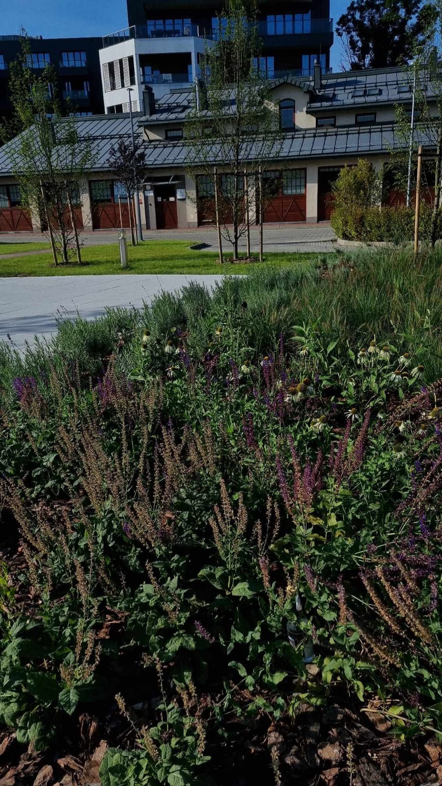 Nasadzenia gazownia Kraków