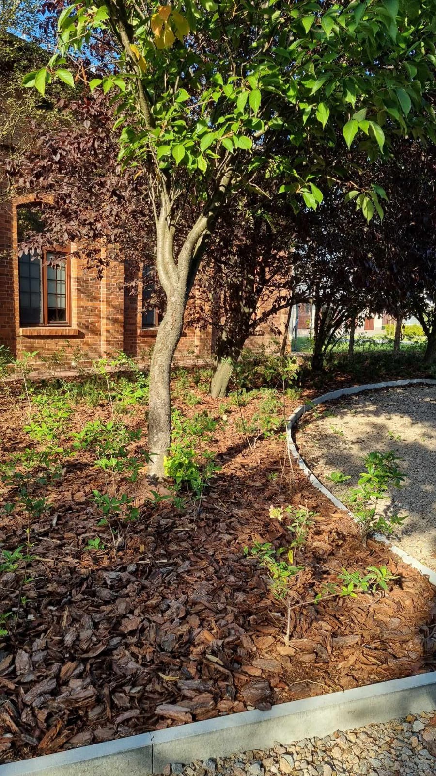 Świeżo nasadzone drzewa i krzewy na rabacie wysypanej korą, obok domu z czerwonej cegły. Szara obrzeża oddzielają rabatę od żwirowej ścieżki.