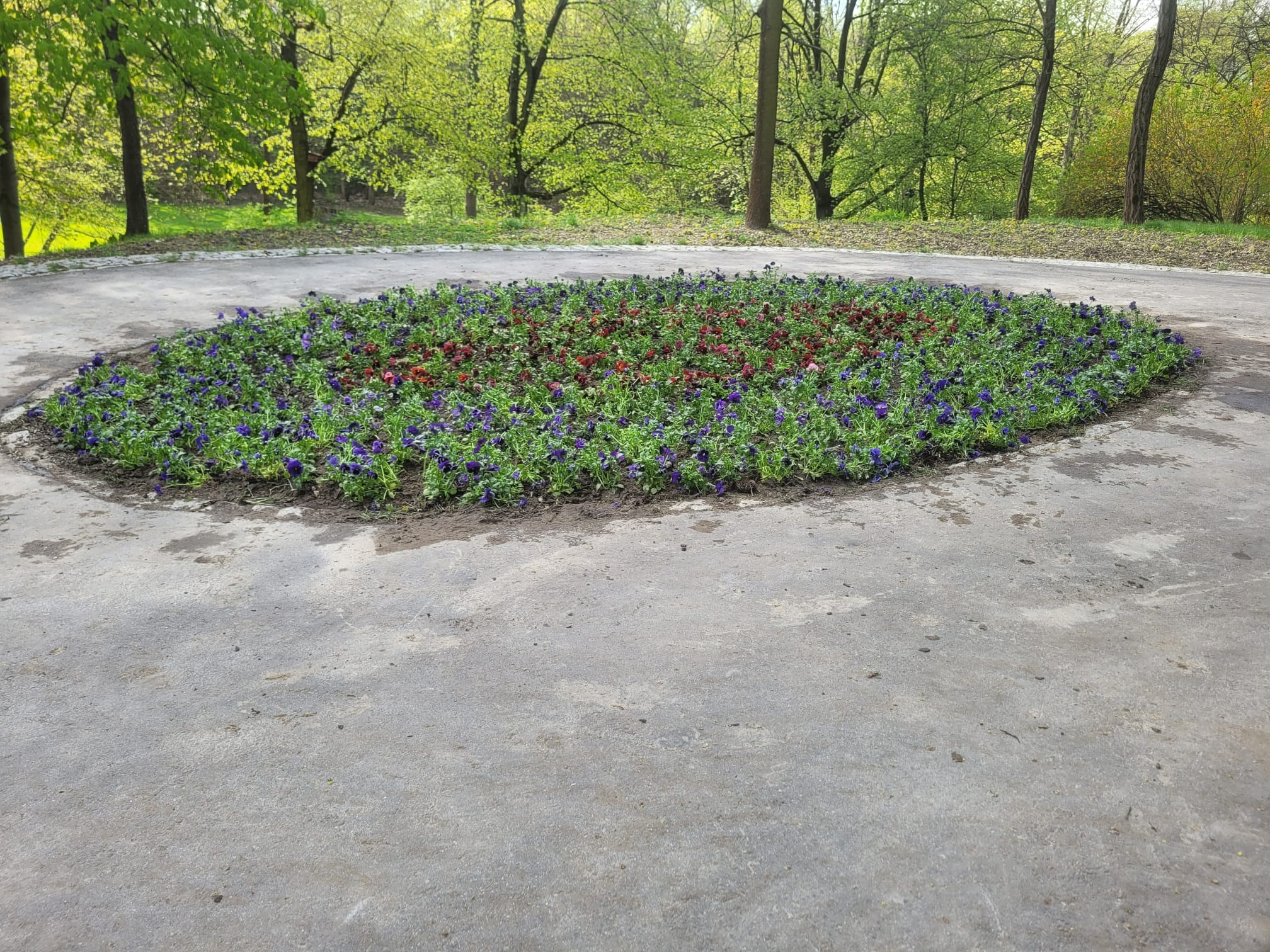 Nasadzenia Park Bednarskiego Kraków