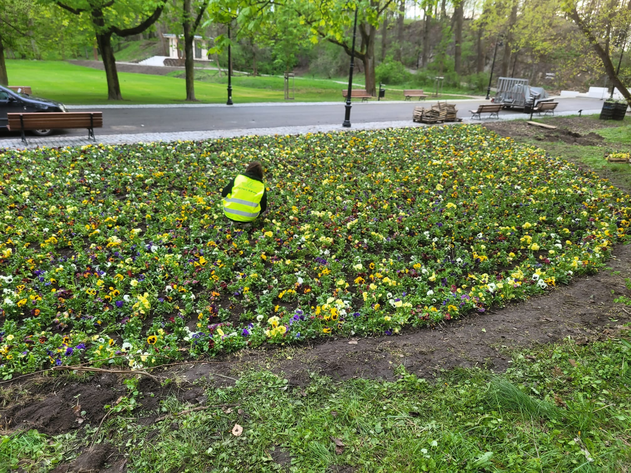 Pracownik w kamizelce odblaskowej sadzi bratki w klombie na terenie Parku Bednarskiego w Krakowie. W tle widoczne drzewa, ławki i ścieżka.