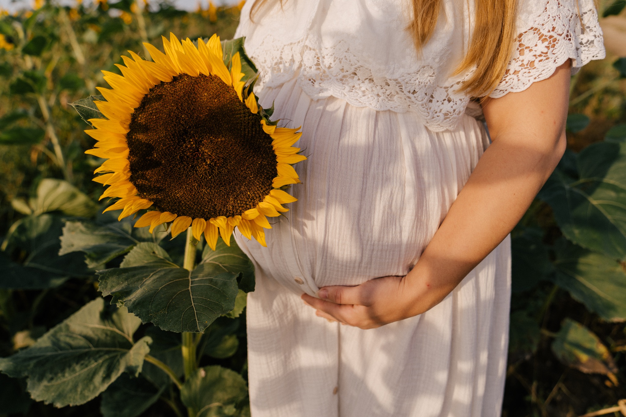 Kobieta w białej sukience ciążowej trzymająca duży słonecznik na tle pola słoneczników.